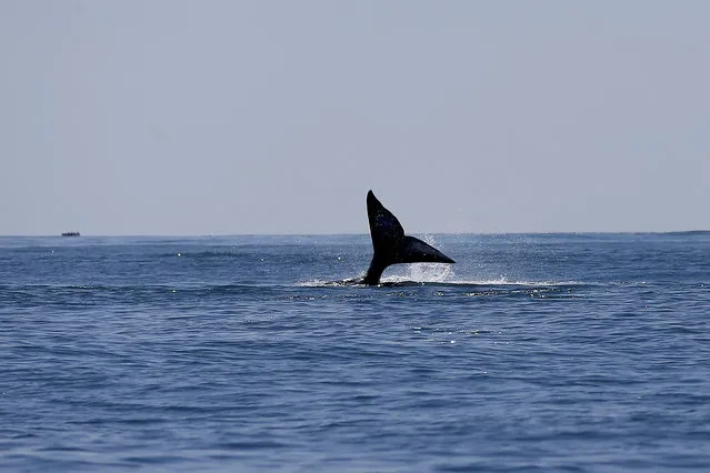 In this March 3, 2015 photo, a gray whale dives into the Pacific Ocean waters of the San Ignacio lagoon, near the town of Guerrero Negro, in Mexico's Baja California peninsula. The presence of gray whales in Scammon and San Ignacio lagoons reached its peak in late February, registering the entry of more than 2,500 adult whales and calves. This figure is considered one of the best averages of the past 19 years, according to the Secretariat of Environment and Natural Resources. (Photo by Dario Lopez-Mills/AP Photo)