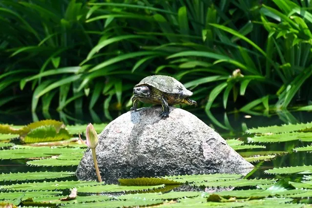 A terrapin turtle balances on the rock in a pond at Garden by the Bay in Singapore on October 11, 2023. (Photo by Roslan Rahman/AFP Photo)
