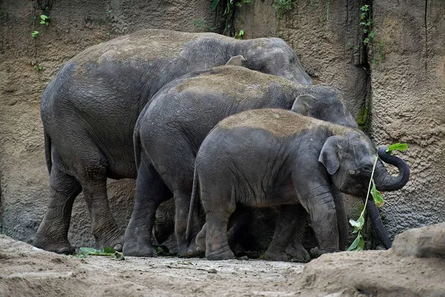 Elephants of the Emmen Zoo explore their new home at the Wildlands Adventure Zoo for the first time, in Emmen, The Netherlands, 27 January 2016. (Photo by Olaf Kraak/EPA)