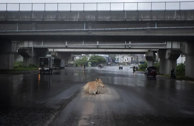 A cow takes refuge from rain under an overpass at a generally crowded intersection during a lockdown imposed to curb the spread of coronavirus in Colombo, Sri Lanka, Thursday, June 3, 2021. (Photo by Eranga Jayawardena/AP Photo)