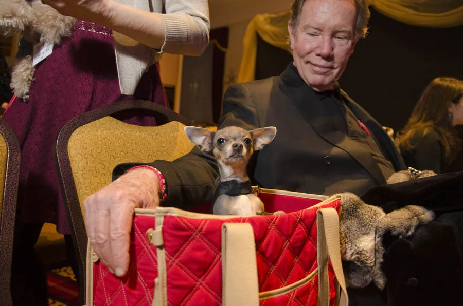 Dog Pageant by Sophie Gamand