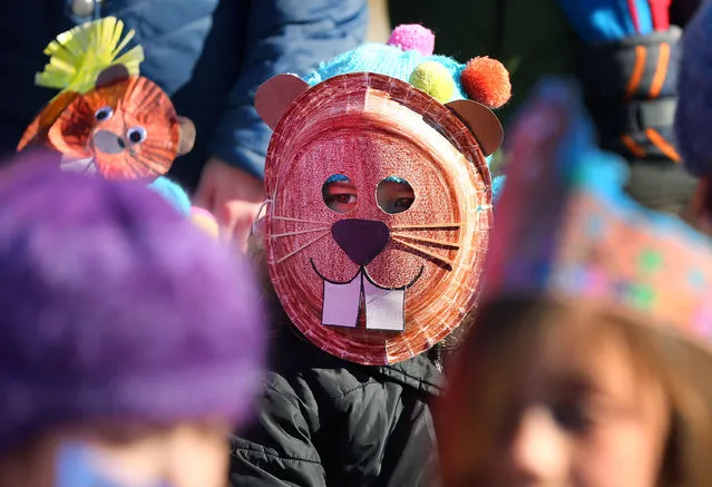 The official Massachusetts groundhog, Ms. G, came out of hibernation at Mass. Audubon's Drumlin Farm before a crowd of mostly children, as she saw her shadow. The groundhog lives at Drumlin Farm. A youngster wears a groundhog face mask. (Photo by John Tlumacki/The Boston Globe via Getty Images)