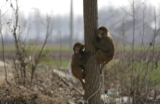 Monkeys climb up a tree ahead of a practice at Baowan village, in Xinye county of China's central Henan province, February 3, 2016. (Photo by Jason Lee/Reuters)