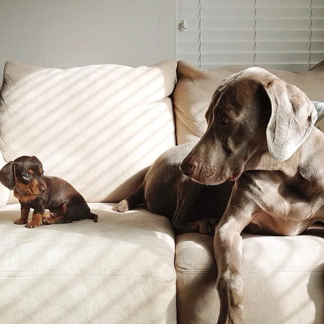 Harlow and Indy
