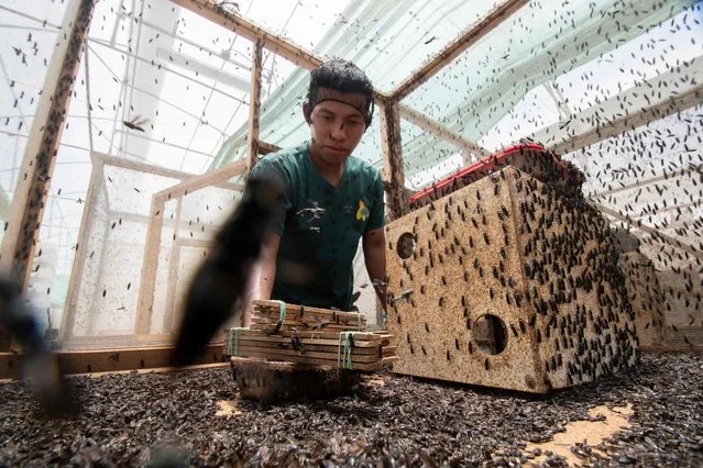 A worker collects black soldier (Hermetia illucens) fly larvae at the production plant to produce food sustainably while conserving the environment for animals and pets in Guapiles, Costa Rica, on September 14, 2023. Raised on vertical farms and stuffed with fruit waste, flies have become animal feed and the mainstay of a circular economy venture in Costa Rica. (Photo by Ezequiel Becerra/AFP Photo)