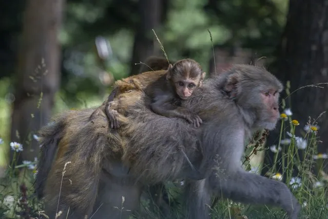 A monkey carries an infant on the back as she searches for food in the forest of Drang, northwest of Srinagar, Indian controlled Kashmir, Friday, July 23, 2021. (Photo by Dar Yasin/AP Photo)