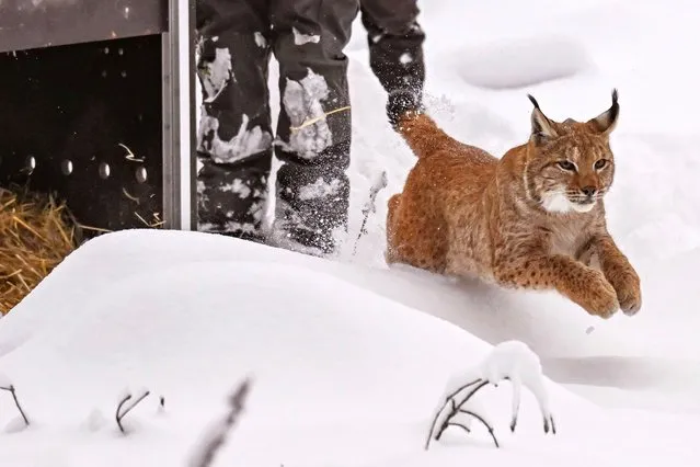 A lynx cat runs from a transportation box into a snowy Black Forest in Gernsbach, Germany on December 1, 2023. Its release into the wild in Baden-Wuerttemberg marks the start of the establishment of a lynx population. (Photo by Uli Deck/dpa via AP Photo)