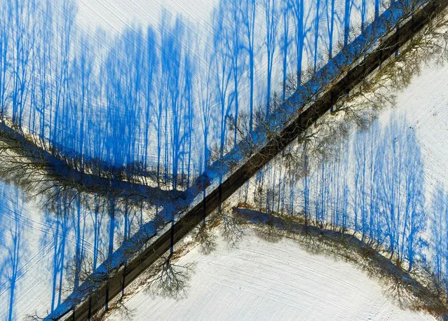 Lines of trees cast long shadows onto a snow- covered field near Sieversdorf, Germany, 16 January 2017. (Aerial photograph taken with a drone). (Photo by Patrick Pleul/AFP Photo/DPA/Zentralbild)