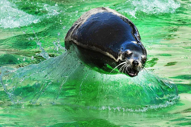 A sea lion keeps itself cool during the unseasonably warm spring-time weather, at Whipsnade Zoo on April 14, 2015 in Bedfordshire, England. (Photo by Tony Margiocchi/Barcroft Media)