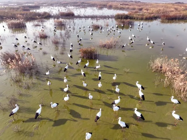 This aerial photo taken on December 9, 2023 shows a flock of oriental white storks foraging at a national ocean park in Lianyungang, east China's Jiangsu Province. (Photo by Xinhua News Agency/Rex Features/Shutterstock)