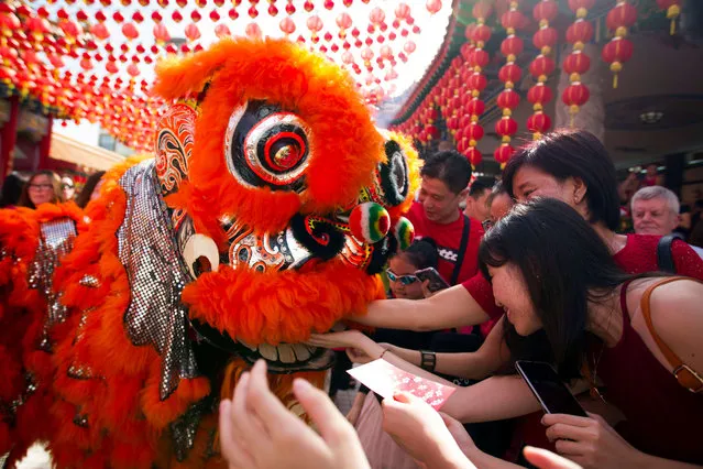 Temple visitors give red packets to the lion dance troupe during the lion dance performance on the first day of Chinese Lunar New Year at a temple in Kuala Lumpur, Malaysia, Saturday, January 28, 2017. (Photo by AP Photo/Lim Huey Teng)