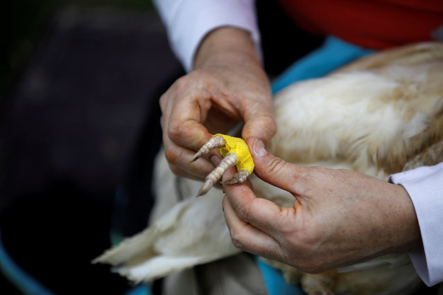 A volunteer treats a chicken at “Freedom Farm”, which serves as a refuge for mostly disabled animals in Moshav Olesh, Israel on March 7, 2019. (Photo by Nir Elias/Reuters)