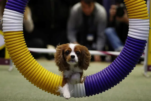 A Cavalier King Charles Spaniel jumps through a hoop during a demonstration of the types of agility tests that will be in this year's Westminster Kennel Club dog show in New York, U.S., January 30, 2017. (Photo by Lucas Jackson/Reuters)