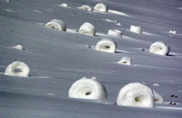 In this January 27, 2014 photo, snow rollers dot a lot at the northwest corner of Olive and North Main streets in Akron, Ohio. The snow balls are formed naturally when high winds push snow across a hill. (Photo by Michael Chritton/AP Photo/Akron Beacon Journal)