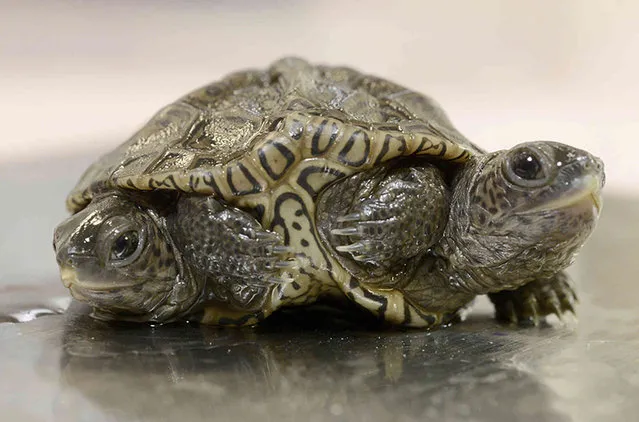 A two-headed diamondback terrapin is weighed at the Birdsey Cape Wildlife Center on Saturday, October 9, 2021, in Barnstable, Mass., where the two-week old animal is being treated. The turtle is alive and kicking – with all six of its legs – after hatching recently. (Photo by Steve Heaslip/Cape Cod Times via AP Photo)