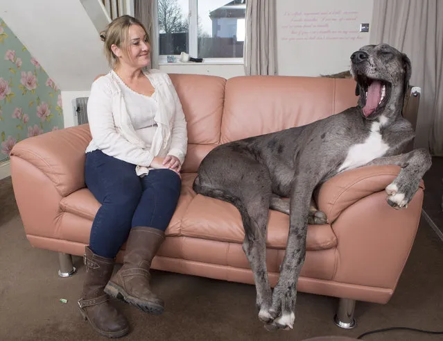 Britain's biggest dog, 18 month old great Dane, Freddy seen yawning on the sofa with it's owner Claire Stoneman at their home in Southend-on-Sea, Essex, England. (Photo by Matt Writtle/Barcroft Media)