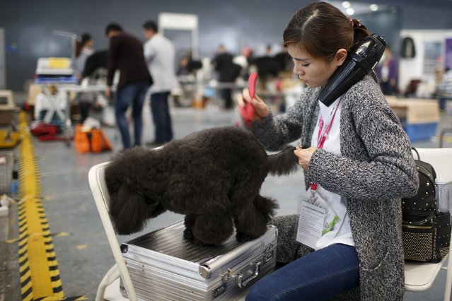 A dog groomer combs a dog's fur during the Shanghai International Pet Expo in Shanghai, China, March 17, 2016. (Photo by Aly Song/Reuters)