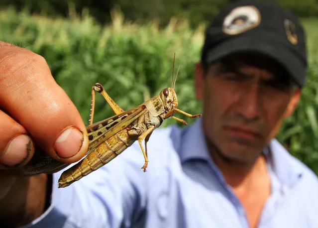 A farmer holds a locust for the camera in Cabezas district in Santa Cruz, Bolivia, February 10, 2017. Bolivia has started chemical spraying in its eastern grain region to fight a plague of locusts which is endangering thousands of hectares of crops. Bolivian President Evo Morales said it was the first time his country had seen locusts. Neighbouring Argentina has suffered with them since the 1920s. (Photo by Daniel Walker/Reuters)