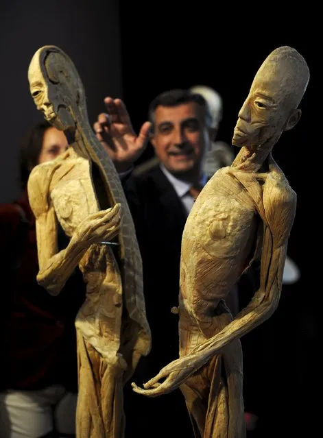 A visitor looks at a plastinated human body during a press preview prior to the opening of “Human Bodies” exhibition in Oviedo, Spain, May 7, 2015. (Photo by Eloy Alonso/Reuters)