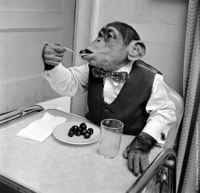 1958: Young chimpanzee Kokomo Jnr. eating cherries with a spoon at his owner's apartment in New York City