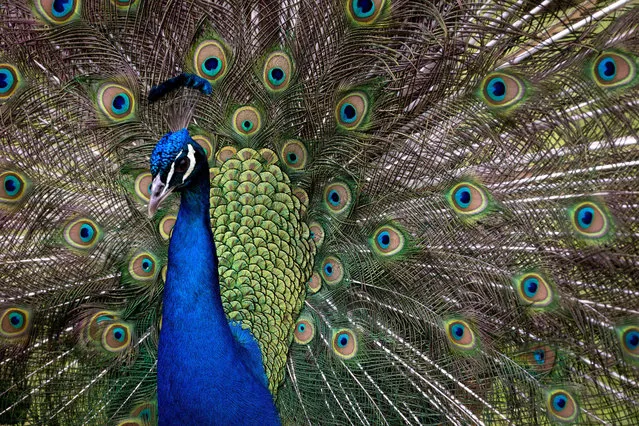 A peacock presents its feathers in the animal park in Hagenbeck, Germany, 14 May 2015. (Photo by  Christian Charisius/DPA/ZUMA Wire)