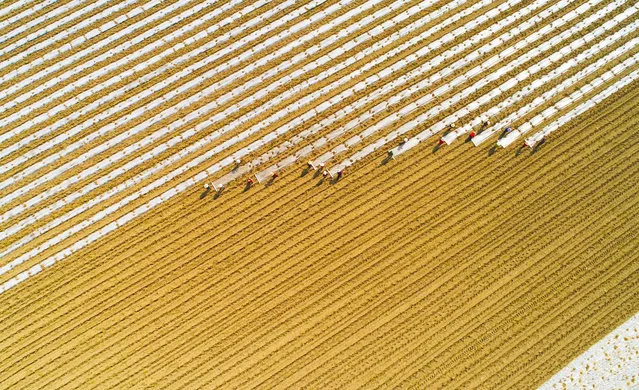 Aerial view of farmers covering corn seedlings with plastic film at a field on March 18, 2019 in Suining, Sichuan Province of China. (Photo by Liu Changsong/VCG via Getty Images)