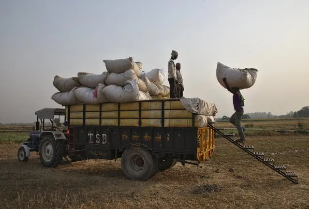 A labourer loads a bundle of wheat husk in a tractor-trolley at a field in Punjab, India, May 6, 2015. Picture taken on May 6, 2015. (Photo by Ajay Verma/Reuters)