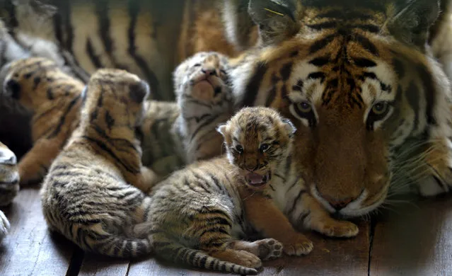 A tiger relaxes with her one-week-old cubs in Shenyang, China on Thursday, April 7, 2016. (Photo by Feature China/Barcroft Media)