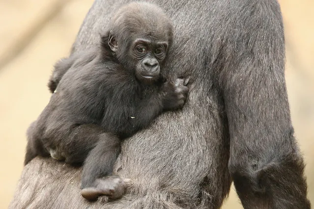 Gorilla baby Mjukuu, who was born in 2014, is seen with his mother Mbeli as another yet to be named baby is seen on display at Taronga Zoo on May 19, 2015 in Sydney, Australia. The newest baby gorilla was born to Western-lowland Gorilla Frala and Silverback, Kibali and at this stage the s*x is yet to be determined. (Photo by Mark Kolbe/Getty Images)
