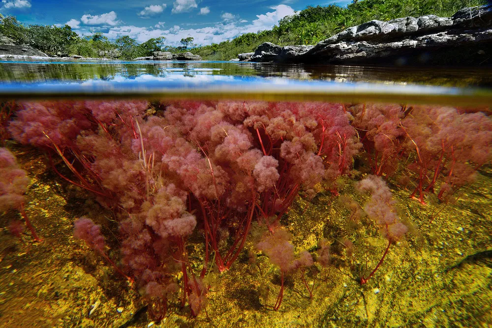 Photographer Olivier Grunewald Captures Cano Cristales – “River of Five Colors”