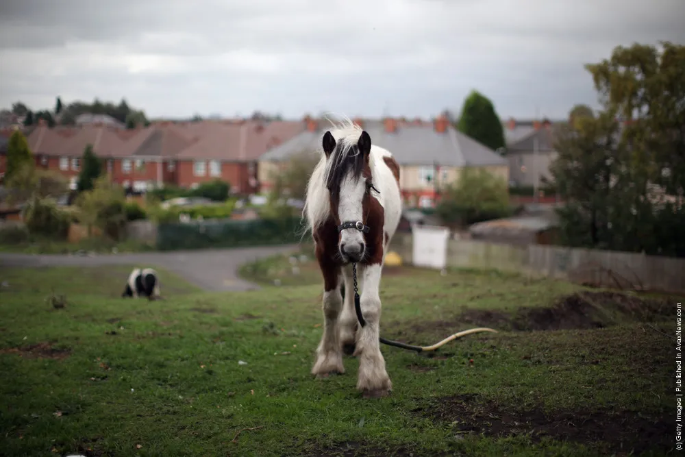 Horse Owners Protest To Keep Local Traditions