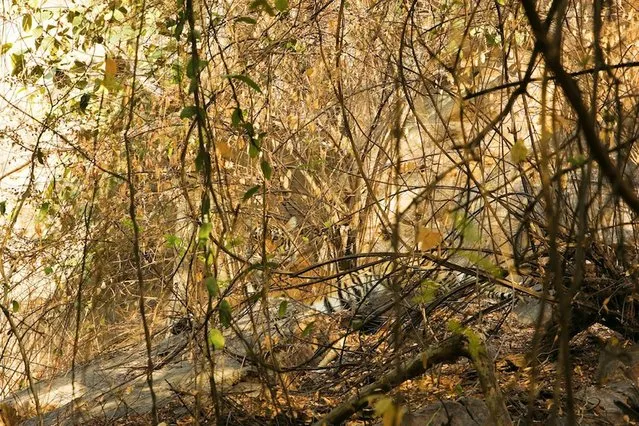 Earning his stripes: Can you spot the tiger? (Photo by Caters News)