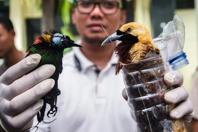 This picture taken on April 21, 2016 shows an Indonesian policeman holding a dead (L) and living bird (R) after they foiled a bird smuggling operation in Surabaya. Indonesian police on April 21 foiled the smuggling operation of 34 listed protected birds, with eight of them dead due to suffocation as smugglers transported them in plastic bottles from Papua to Surabaya. (Photo by Juni Kriswanto/AFP Photo)
