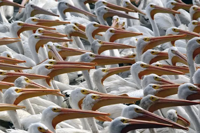A pod of white pelicans, one of the largest birds in Canada and the US, are seen on the shore of the Chapala lagoon in Cojumatlan de Regules, Mexico, on January 28, 2022. (Photo by Ulises Ruiz/AFP Photo)