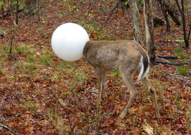 In this May 3, 2016 photo provided by the New York State Department of Environmental Conservation, a deer with its head caught in the globe from a lighting fixture over its head stands in the woods in Centereach, N.Y. The deer was able to extricate itself with the help of Environmental Conservation Officer, Jeff Hull. Hull wrestled with the deer for a while and the globe shook free in the process. (Photo by New York State Department of Environmental Conservation via AP Photo)