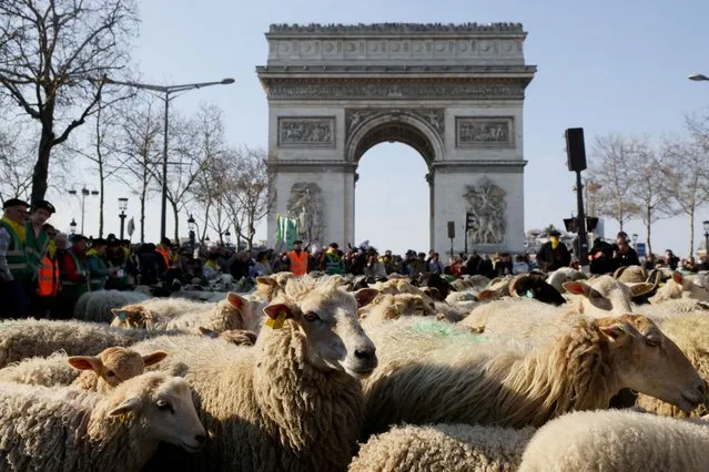 People gather around livestock during a transhumance on the Champs Elysees Avenue as part of the 58th International Agriculture Fair (Salon de l'Agriculture) in Paris, France, March 6, 2022. (Photo by Johanna Geron/Reuters)