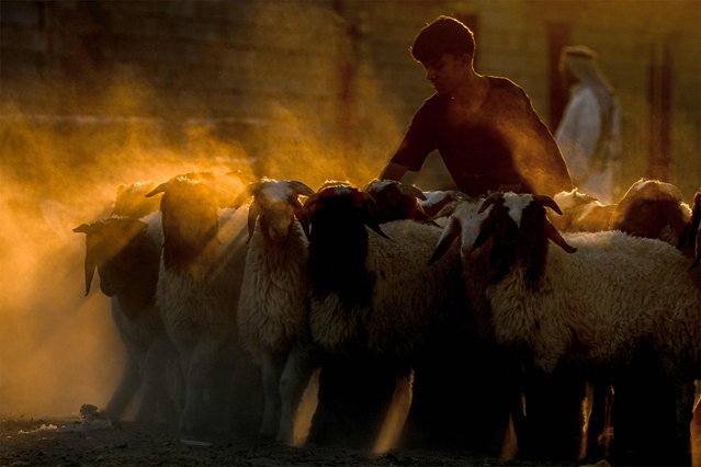 A shepherd boy walks with a flock of a sheep in Iraq's southern city of Basra on June 15, 2024 on the eve of the Muslim holiday of Eid al-Adha, or the Feast of Sacrifice. (Photo by Hussein Faleh/AFP Photo)