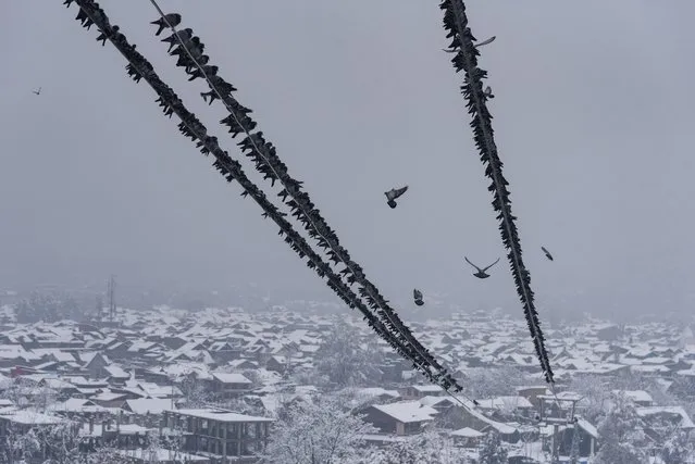 Pigeons are seen on a wire with a backdrop of Srinagar aerial during heavy snowfall on February 23, 2022. The Kashmir valley on Wednesday morning woke-up to a heavy blanket of snowfall which disrupted the normal life of people. Flight operations, surface transport and routine activities of life came to a grinding halt. (Photo by Idrees Abbas/SOPA Images/Rex Features/Shutterstock)