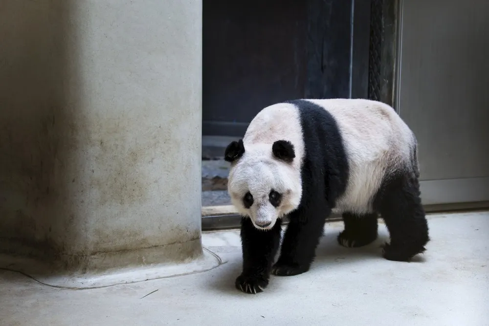 The Oldest Giant Panda