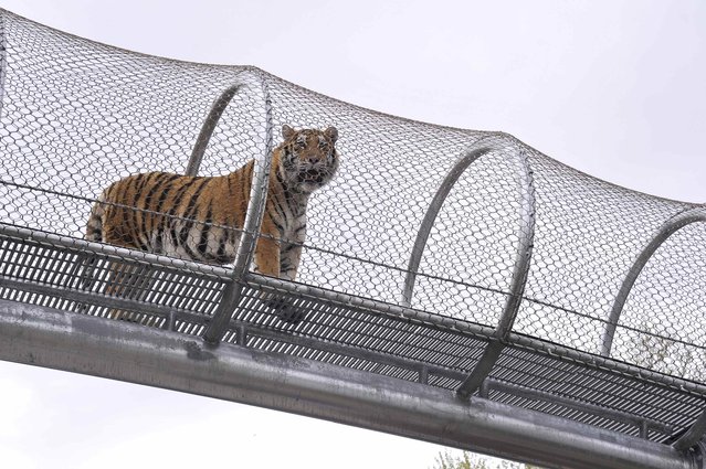 An Amur tiger walks over the new Big Cat Crossing at the Philadelphia Zoo in Philadelphia, Pennsylvania May 7, 2014. The new animal exploration trail experience called Zoo360 of see-through mesh trails enables animals to roam around and above Zoo grounds. (Photo by Charles Mostoller/Reuters)