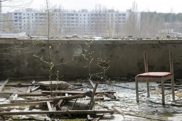 In this photo taken Wednesday, April 5, 2017, small trees grow on a balcony in the deserted town of Pripyat, some 3 kilometers (1.86 miles) from the Chernobyl nuclear power plant Ukraine. Once home to some 50,000 people whose lives were connected to the Chernobyl nuclear power plant, Pripyat was hastily evacuated one day after a reactor at the plant 3 kilometers (2 miles away) exploded on April 26, 1986. (Photo by Efrem Lukatsky/AP Photo)