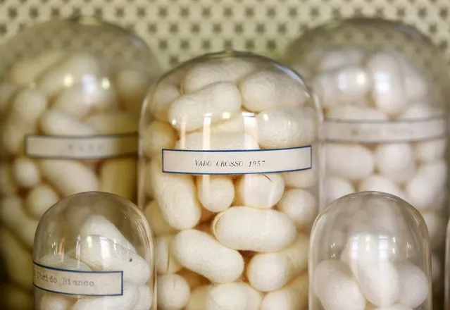 Silk cocoons are displayed in glass jars in the museum at the CRA agricultural research unit in Padua, Italy, June 4, 2015. (Photo by Alessandro Bianchi/Reuters)
