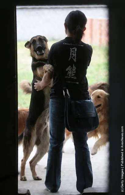 Stray dogs at the 'Ping An A Fu' (safe and happy) Homeless Animals Rescue Center in Nanjing