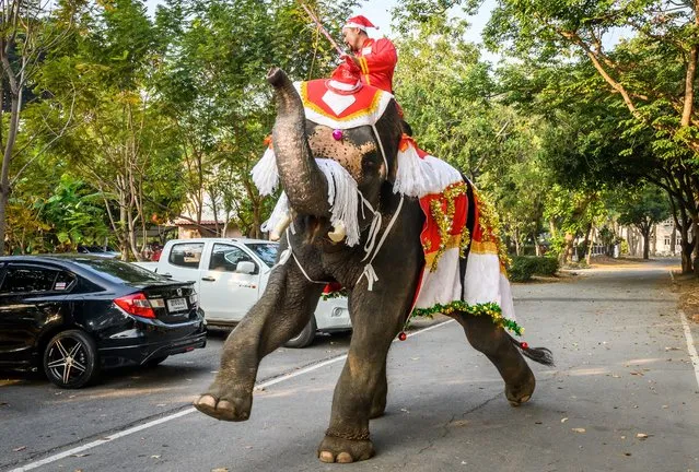A mahout trains his elephant dressed in a Santa Claus costume before a gift presentation to schoolchildren during Christmas celebrations in Ayutthaya on December 23, 2019. Wearing red and white hats and a string of bells, Thai elephants passed out Christmas gifts to hundreds of schoolchildren on Monday despite growing criticism over using the animals in performances. The annual festive event is organised by a nearby elephant park, whose mahouts or handlers started in the early morning dressing the animals. Thailand is largely Buddhist but decorative celebrations around Christmas are common especially at big name malls. In addition to Santa Claus hats and reindeer bells the elephants were outfitted with strands of white rope at the top of their trunks to resemble a white beard. (Photo by Mladen Antonov/AFP Photo)
