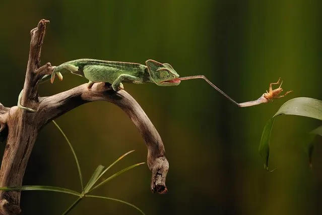 A veiled chameleon extends its tongue to catch a cricket