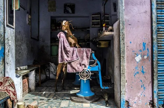 A goat stands inside a barber shop on a road leading to the shrine of Sufi saint Muhammad Moin-ud-din Chisti on May 22 in Ajmer, India