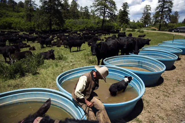 Cowboy David Thompson sits with his dog, Amelia, as she cools down after a day of gathering cattle near Ignacio, Colorado June 12, 2014. (Photo by Lucas Jackson/Reuters)