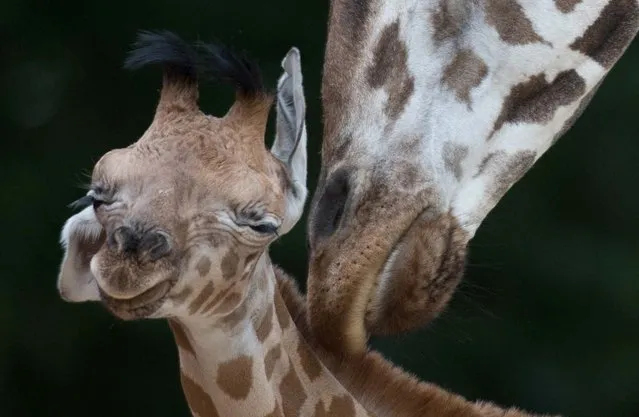 A newborn calf is groomed by its mother Shahni at the giraffe section of the Zoo in Hanover, western Germany on June 14, 2012. The young Rothschild giraffe was born on June 5, 2012 weighing about 100 kg and being almost 2m tall