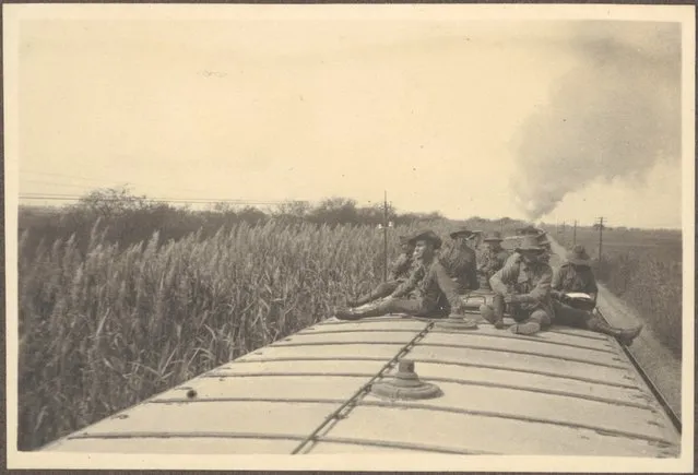 Tall bullrushes (surrounding train as seen) from top of train carriages, (where some soldiers of the 8th Light Horse Regiment travelled during the journey from Suez to Cairo, April 4, 1915)