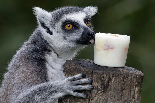 A lemur licks a block of frozen yogurt and fruit to refresh itself in Rome's Bioparco zoo, Wednesday, July, 13, 2016. (Photo by Andrew Medichini/AP Photo)